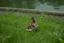 Крыжанка (Anas platyrhynchos)