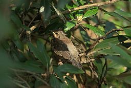 Птушаня дразда-рабінніка (Turdus pilaris)