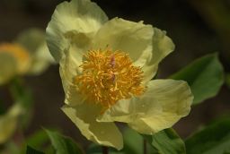 Півоня (Paeonia)