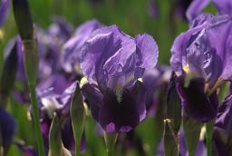 Касач (Iris)