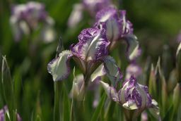 Касач (Iris)