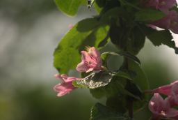 Вейгела (Weigela)