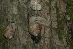 Виноградная улитка (Helix pomatia)