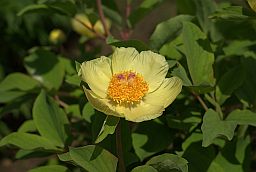 Пион (Paeonia)