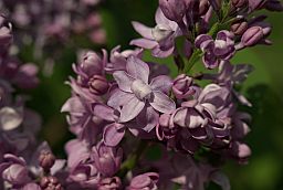 Сирень (Syringa)