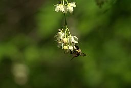 Шмель (Bombus)