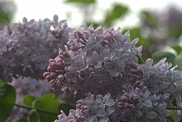 Сирень (Syringa)