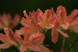 Рододендрон японский (Rhododendron japonicum)