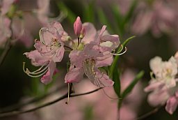 Рододендрон (Rhododendron)