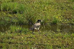 Серая ворона (Corvus cornix)