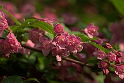 Вейгела (Weigela)