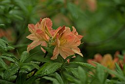 Рододендрон японский (Rhododendron japonicum)