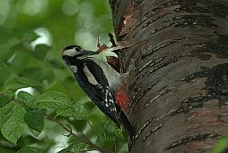 Большой пёстрый дятел (Dendrocopos major)