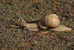 Виноградная улитка (Helix pomatia)