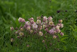 Водосбор (Aquilegia, Орлик, Аквилегия)