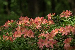 Рододендрон японский (Rhododendron japonicum)