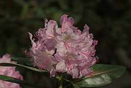 Рододендрон (Rhododendron)