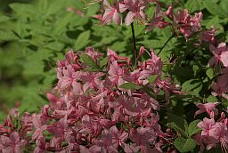 Рододендрон розовый (Rhododendron prinophyllum)