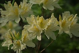 Рододендрон (Rhododendron)