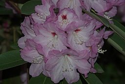 Рододендрон (Rhododendron)