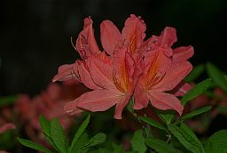 Рододендрон (Rhododendron)