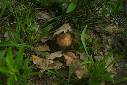 Подосиновик (Leccinum)