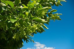 Граб обыкновенный (Carpinus betulus)