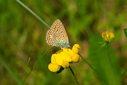 Голубянка аргус (Plebejus argus)