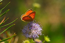 Червонец огненный (Lycaena virgaureae)