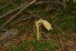 Подъельник обыкновенный (Monotropa hypopithys)