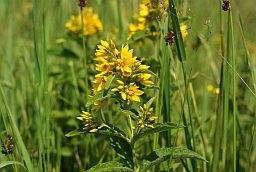 Вербейник обыкновенный (Lysimachia vulgaris)