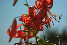 Тигровая лилия (Lilium lancifolium)