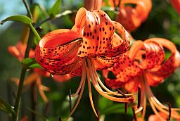 Тигровая лилия (Lilium lancifolium)