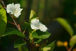 Вьюнок полевой (Convolvulus arvensis)