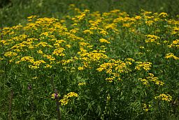 Пижма обыкновенная (Tanacetum vulgare)