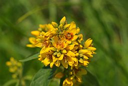 Вербейник обыкновенный (Lysimachia vulgaris)