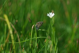 Голубянка аргус (Plebejus argus)