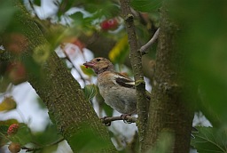 Самка зяблика (Fringilla coelebs)