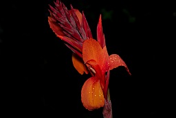 Канна (Canna)