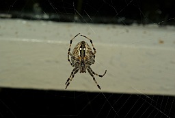 Паук-крестовик (Araneus)