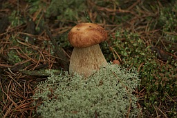 Белый гриб (Boletus edulis)