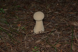 Дождевик (Lycoperdon)