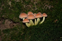 Ложноопёнок кирпично-красный (Hypholoma sublateritium)