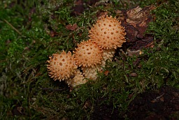 Чешуйчатка обыкновенная (Pholiota squarrosa)