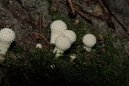 Порхаўка шыпаватая (Lycoperdon perlatum)