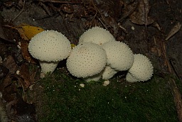 Дождевик шиповатый (Lycoperdon perlatum)