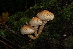 Лускатка звычайная (Pholiota squarrosa)