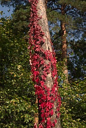 Девичий виноград (Parthenocissus quinquefolia)