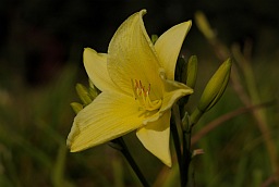 Лілейнік жоўты (Hemerocallis lilioasphodelus)