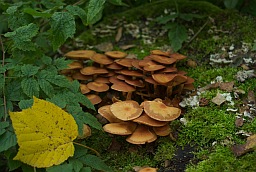 Псатирелла водолюбивая (Psathyrella piluliformis)